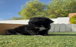 Perro de Agua Español perros en venta: PERRO DE AGUA ESPAÑOL HEMBRA - Imagen 20