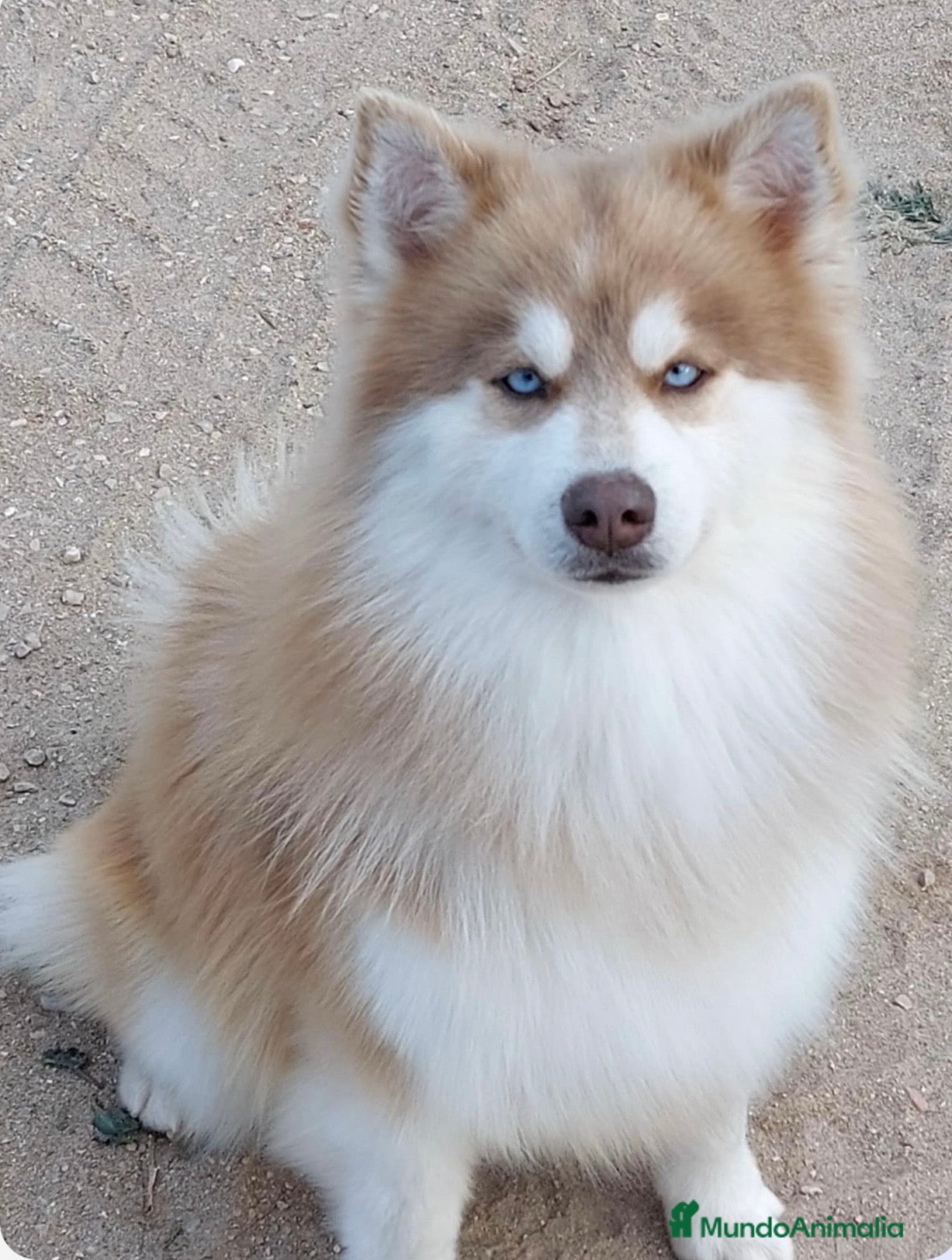 Pomsky perros Macho pomsky - Anuncio 2