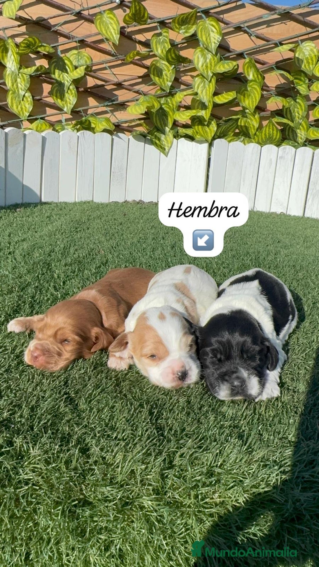Cocker Spaniel Inglés perros en venta: COCKER SPANIEL INGLES - Anuncio 1