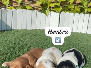 Cocker Spaniel Inglés perros COCKER SPANIEL INGLES - Anuncio 29