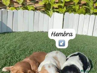 Cocker Spaniel Inglés perros COCKER SPANIEL INGLES - Anuncio 3