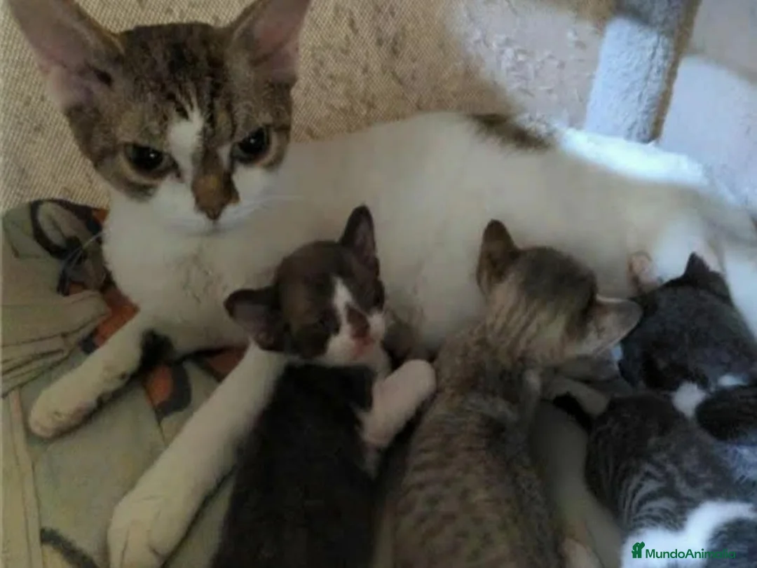 Devon Rex gatos en venta: Precioso gatito Devon Rex - Anuncio 7