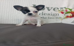 Chihuahua perros en venta: Chihuahua hembra  - Imagen 2