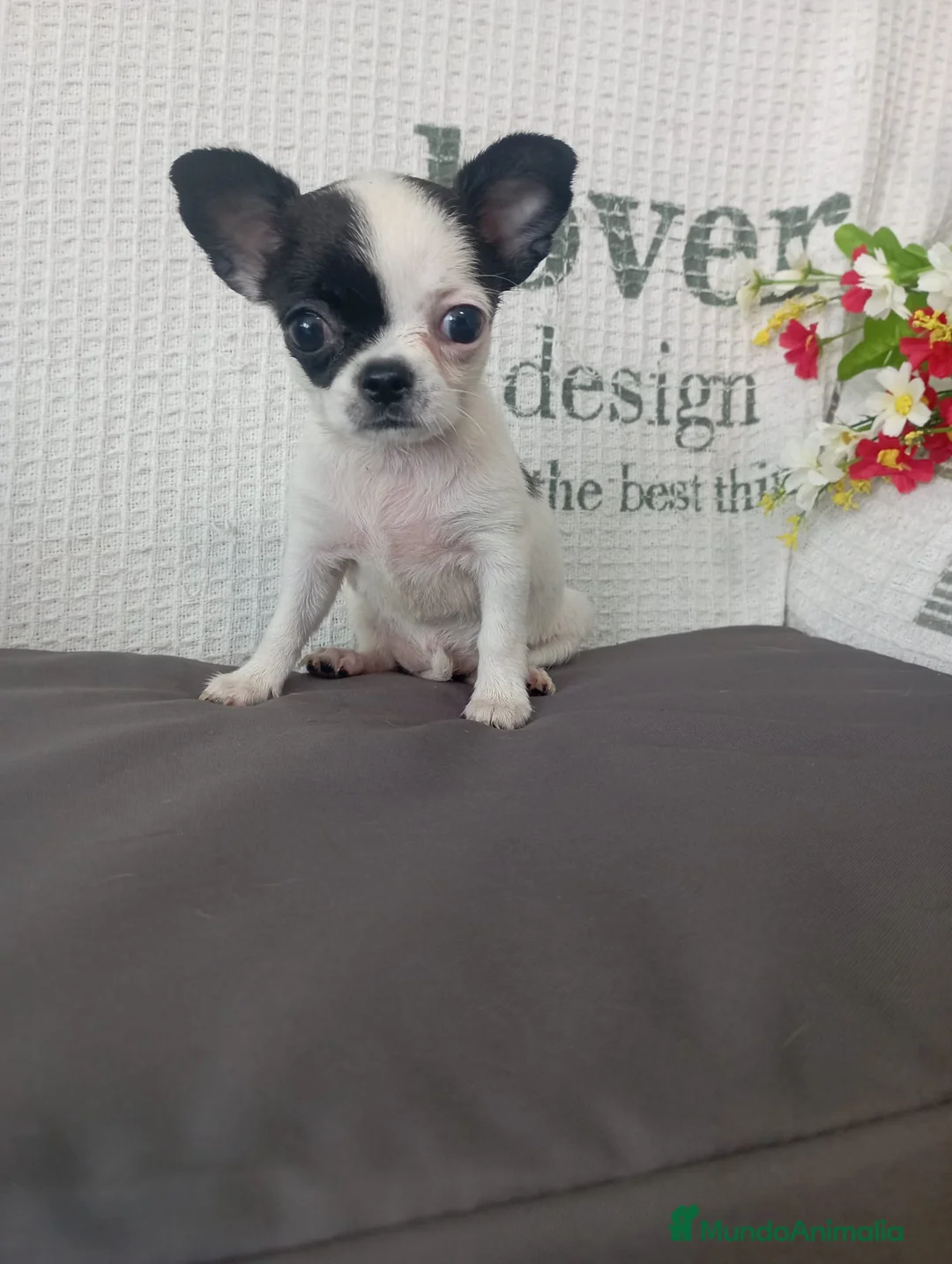 Chihuahua perros en venta: Chihuahua hembra  - Anuncio 2