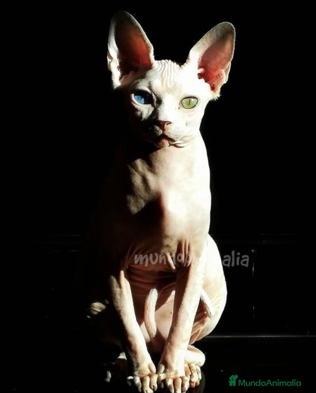 Imagen de galería {{count}}