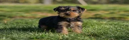 Yorkshire Terrier perros en venta: Yorkshire terrier macho disponible - Anuncio 4