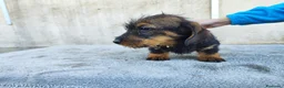 Teckel perros en venta: Teckel standar de pelo duro - Anuncio 1