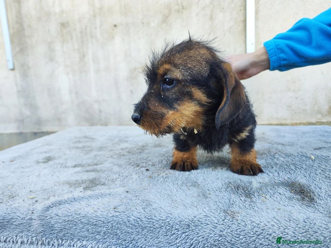 Teckel perros en venta: Teckel standar de pelo duro - Anuncio 1
