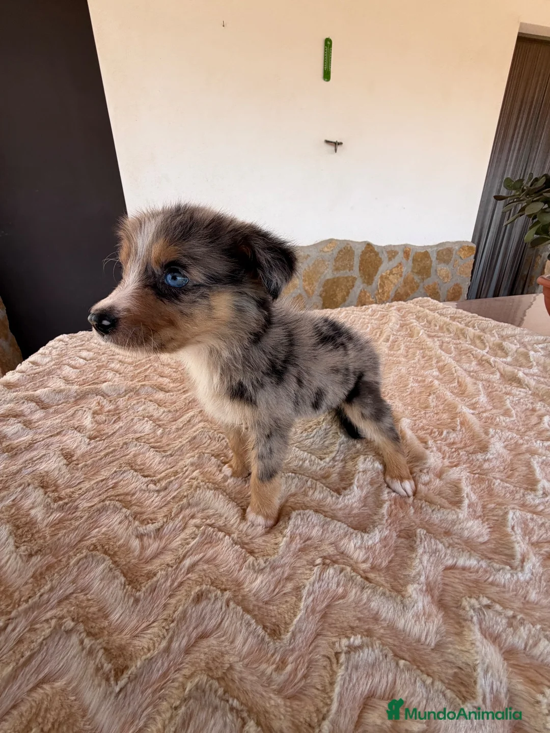 Border Collie perros en venta: Border collie  - Anuncio 1
