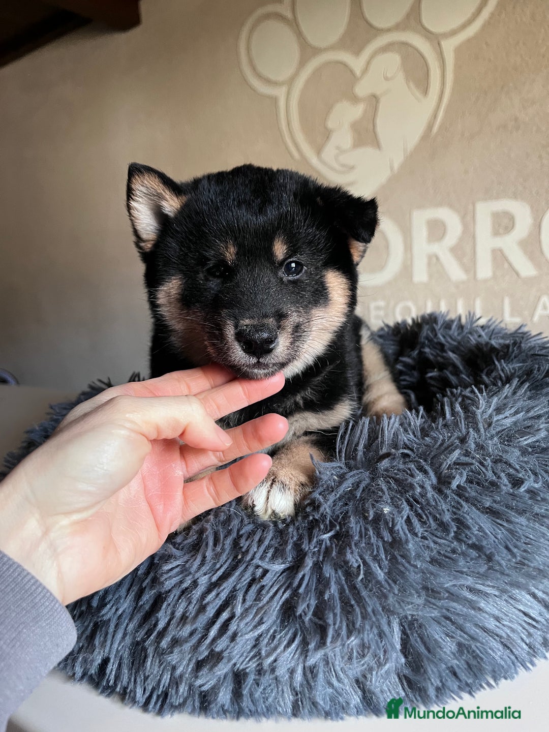 Shiba Inu perros en venta: Shiba inu  - Anuncio 3