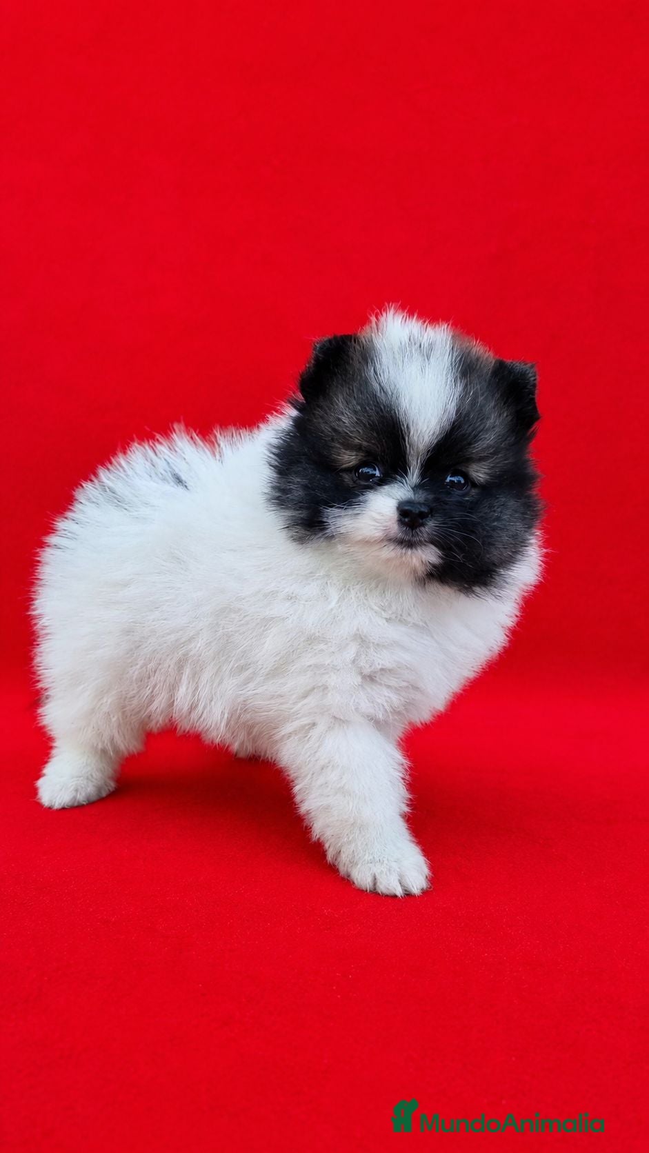 Pomerania perros Pomerania de Lulú - Anuncio 2