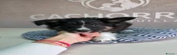 Border Collie perros en venta: Border collie  - Anuncio 2