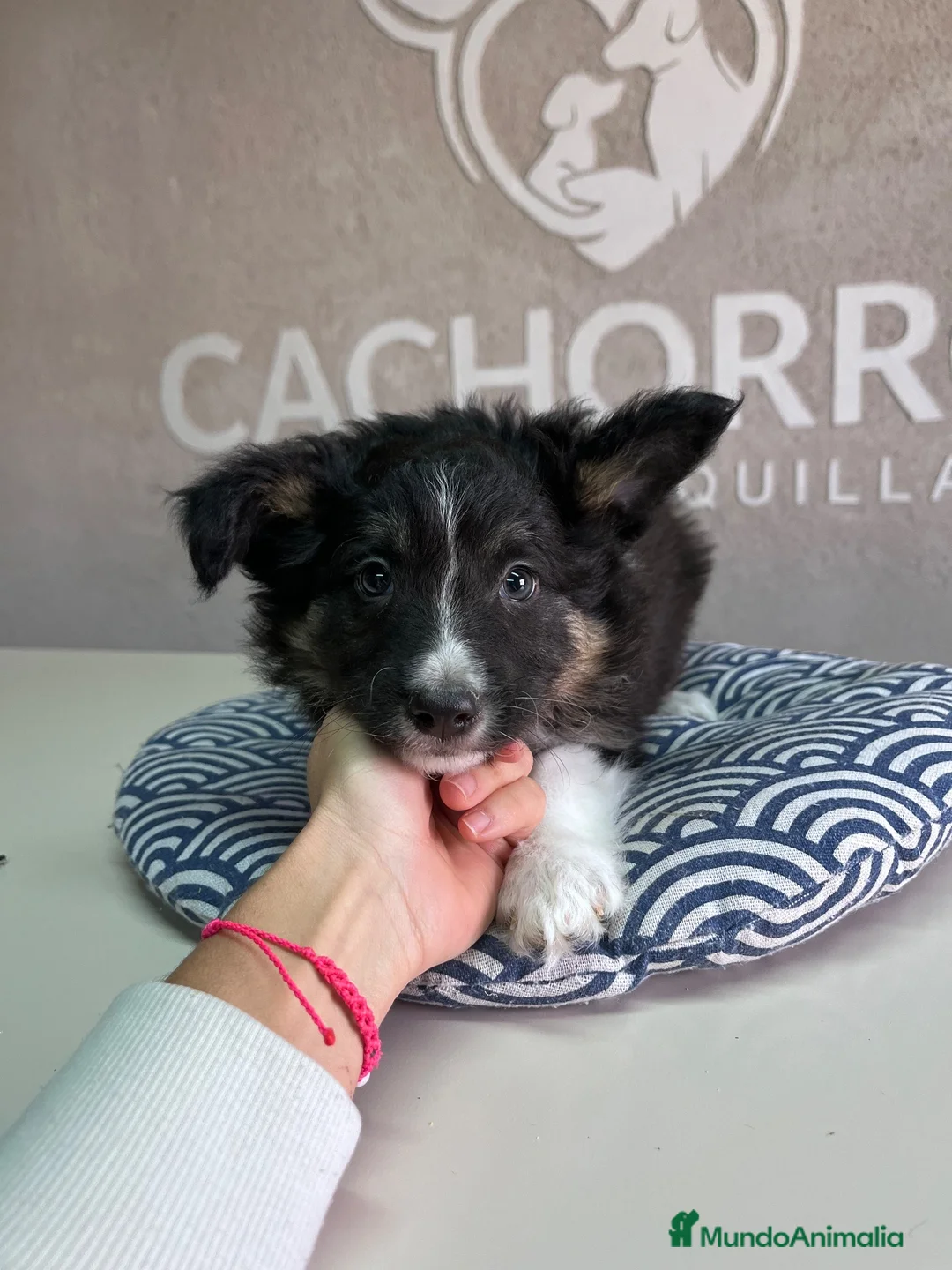 Border Collie perros en venta: Border collie  - Anuncio 2