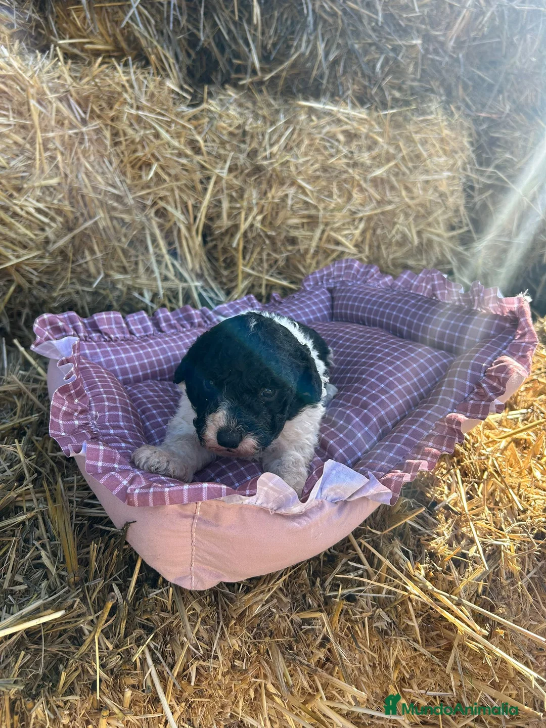 Perro de Agua Español perros en venta: Perro de agua - Anuncio 5