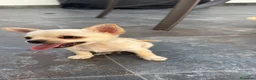 Chihuahua perros en venta: 🐶 ¡ADORABLE CACHORRO DE CHIHUAHUA! 🐾❤️ en Badajoz - Anuncio 1
