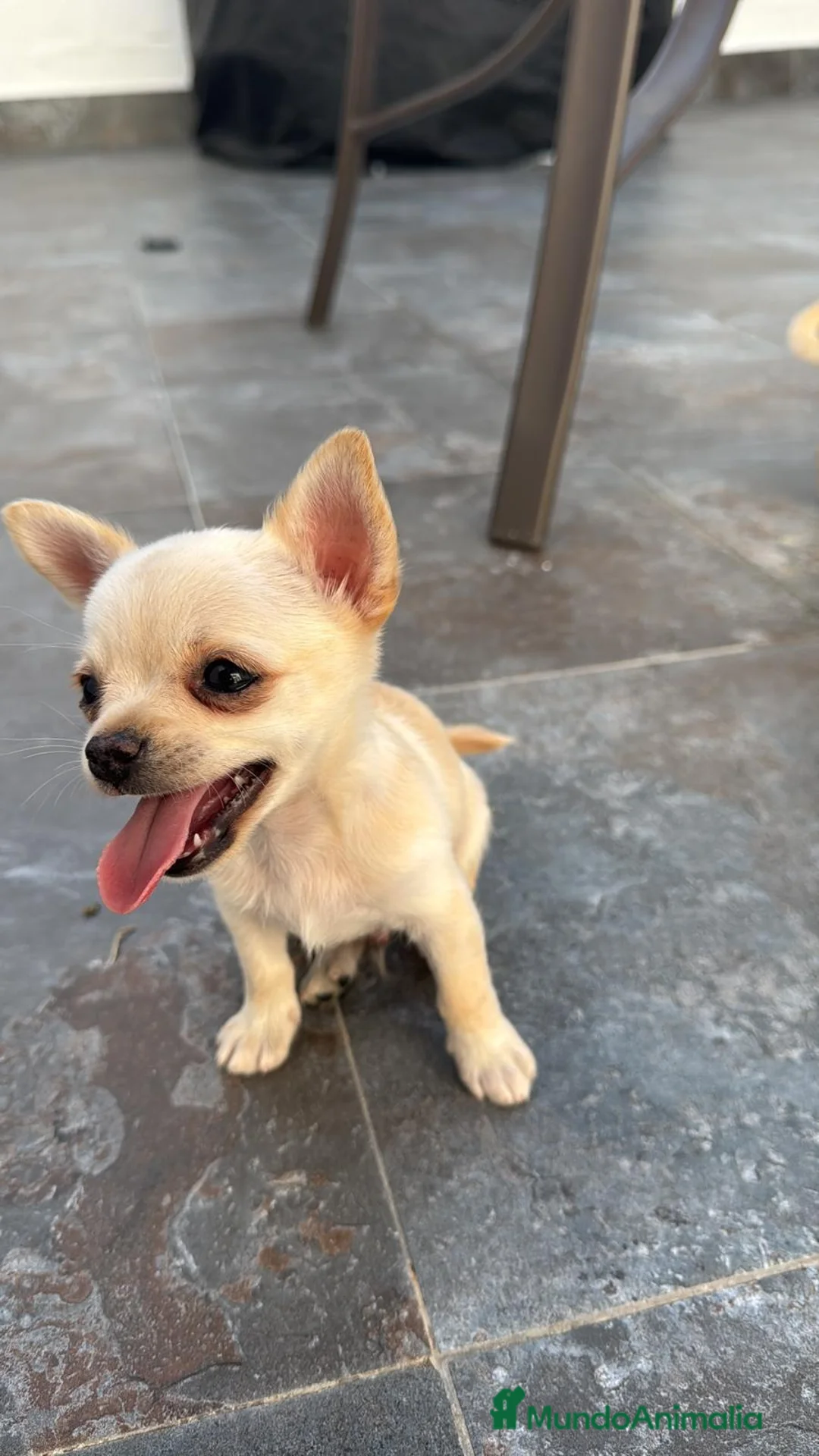 Chihuahua perros en venta: 🐶 ¡ADORABLE CACHORRO DE CHIHUAHUA! 🐾❤️ en Badajoz - Anuncio 1