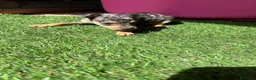 Ratón de Praga perros en venta: RATON DE PRAGA EN BADAJOZ - Anuncio 5
