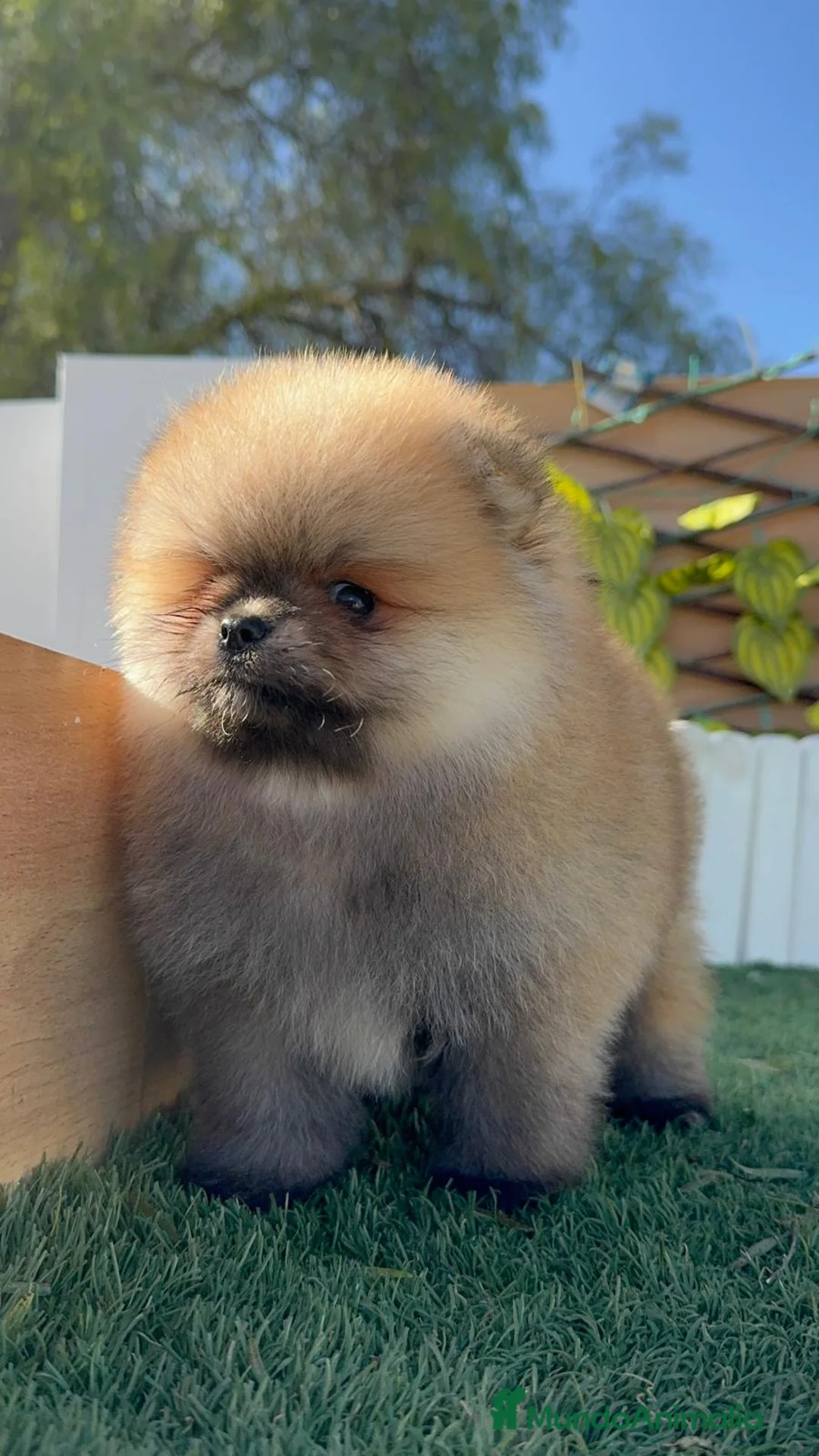 Pomerania perros en venta: POMERANIA - Anuncio 16
