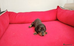 Teckel perros en venta: Teckel  kanichen - Imagen 3
