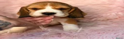 Beagle perros en venta: BEAGLE INGLES LOS MÁS PEQUEÑOS - Anuncio 4