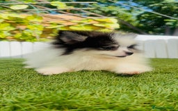 Pomerania perros en venta: POMERANIA HEMBRA ENVIOS A TODA ESPAÑA - Imagen 2