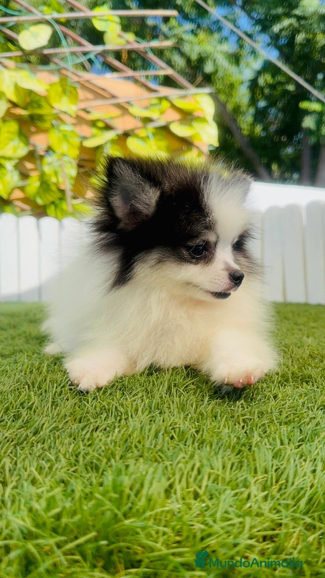Pomerania perros en venta: POMERANIA HEMBRA ENVIOS A TODA ESPAÑA - Imagen 2