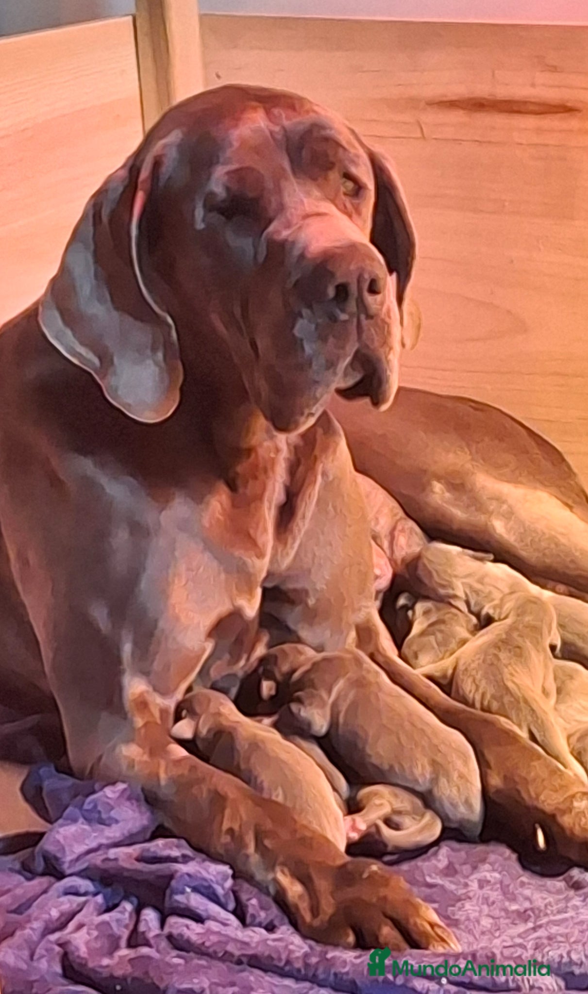 Dogo Alemán perros Cachorros de Gran Danés o Dogo Alemán - Anuncio 1