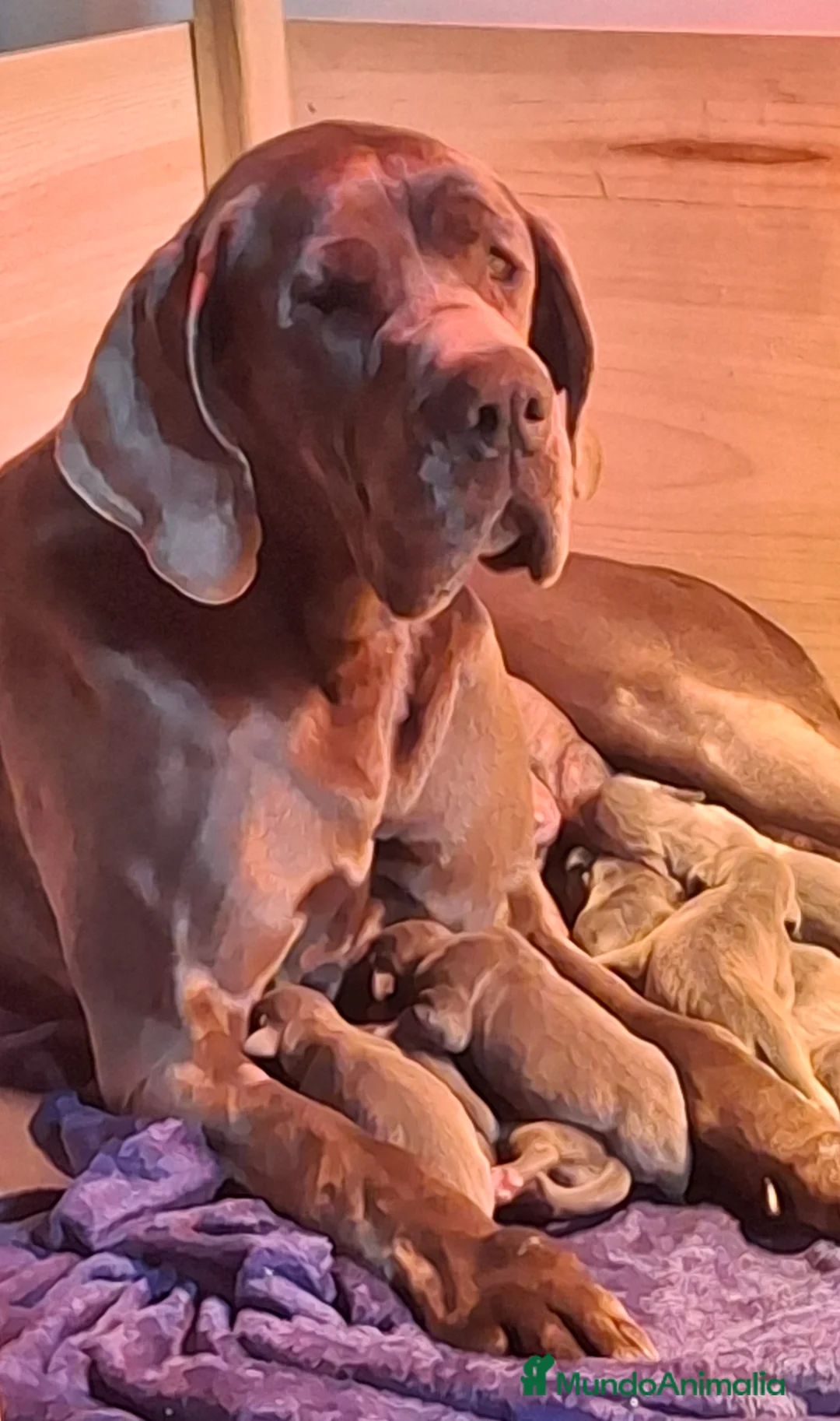 Dogo Alemán perros en venta: Cachorros de Gran Danés o Dogo Alemán - Anuncio 1