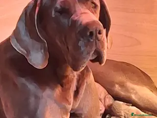 Dogo Alemán perros Cachorros de Gran Danés o Dogo Alemán - Anuncio 1