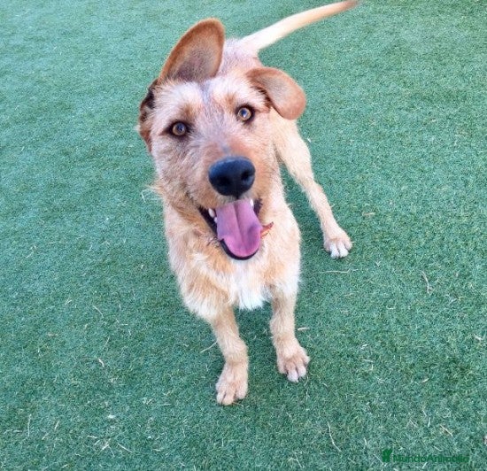 Raza Mixta perros BUDY, TAMAÑO MEDIANO, ADOPCIÓN en Madrid - Anuncio 1