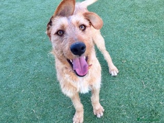 Raza Mixta perros en Madrid - Anuncio 9
