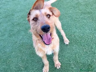 Raza Mixta perros BUDY, TAMAÑO MEDIANO, ADOPCIÓN en Madrid - Anuncio 1