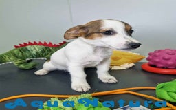 Jack Russell Terrier perros en venta: Jack Russel Hembra JMU 7728 AQUANATURA - Imagen 6