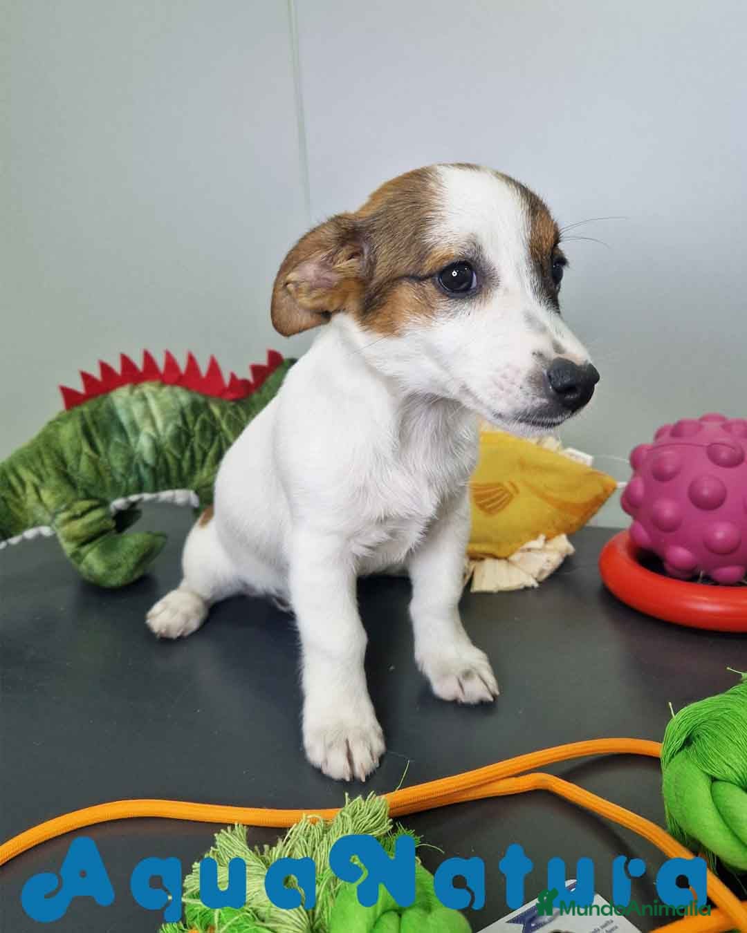 Jack Russell Terrier perros en venta: Jack Russel Hembra JMU 7728 AQUANATURA - Imagen 6