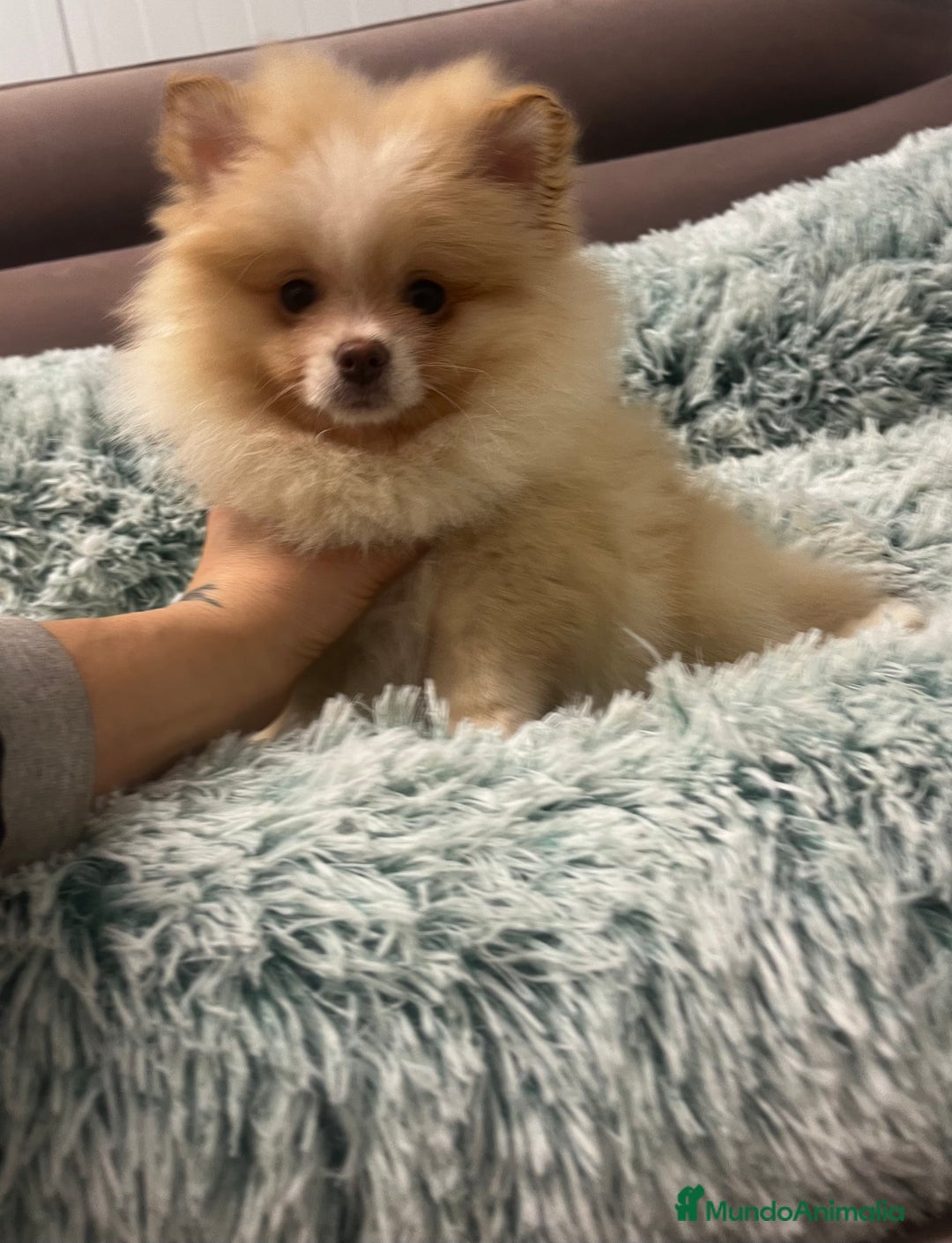 Pomerania perros en venta: Pomerania - Anuncio 7