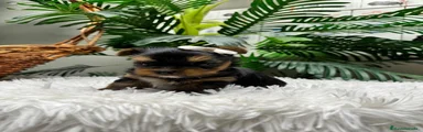 Yorkshire Terrier 1
