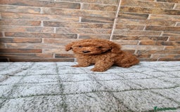 Caniche Toy perros en venta: HEMBRA TOY/MINI ROJA PIMENTÓN  - Imagen 1