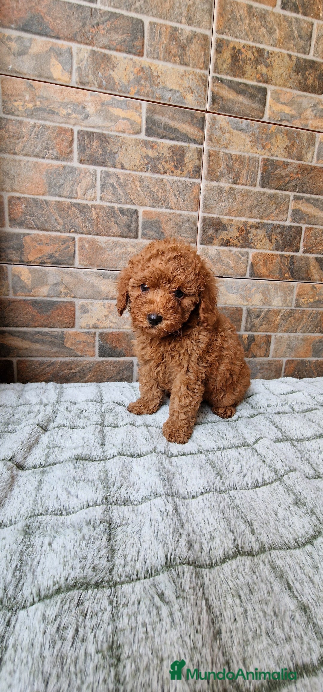 Caniche Toy perros en venta: HEMBRA TOY/MINI ROJA PIMENTÓN  - Imagen 1