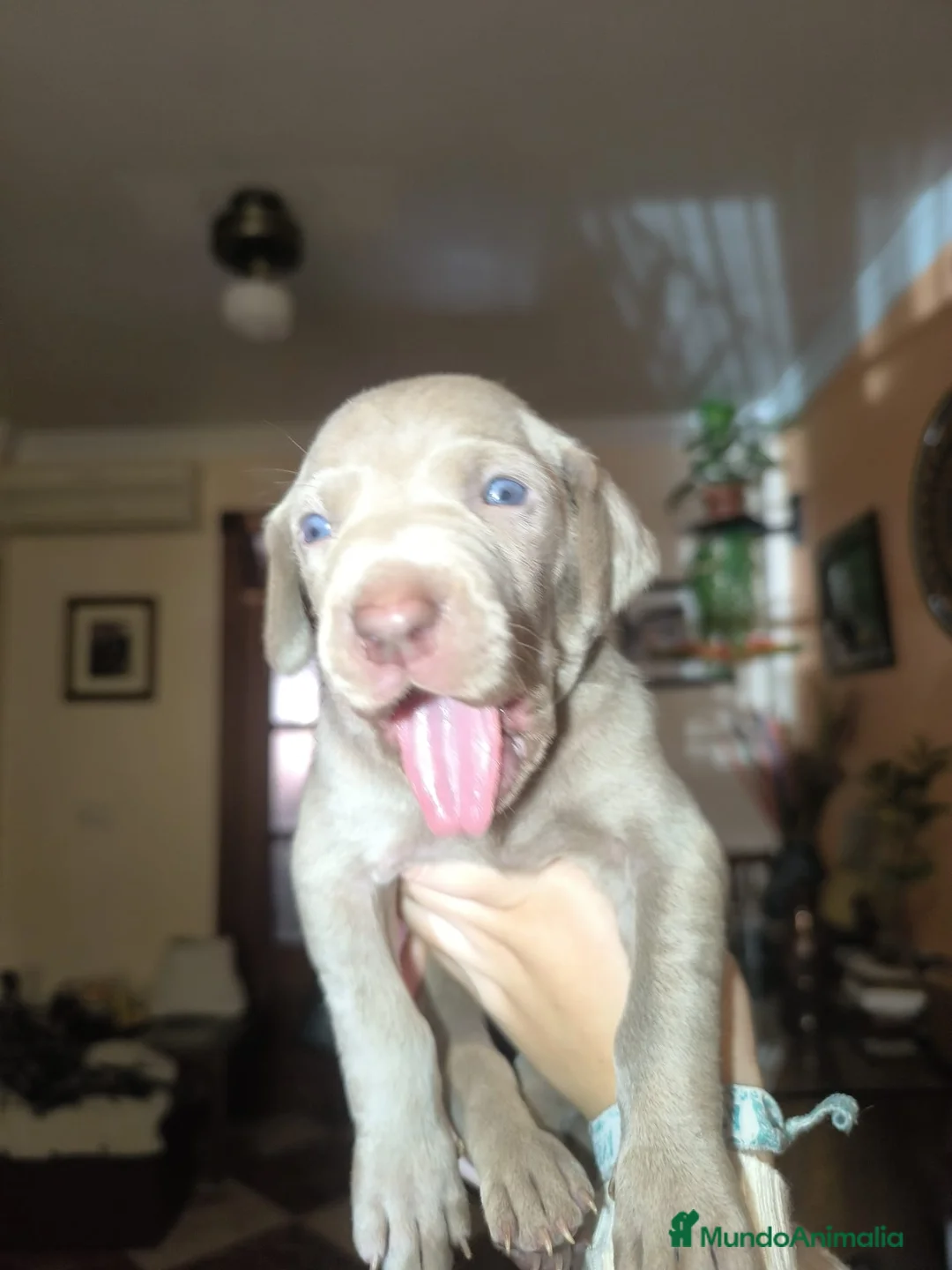 Weimaraner perros en venta: Hembra braco de Weimar  - Anuncio 3