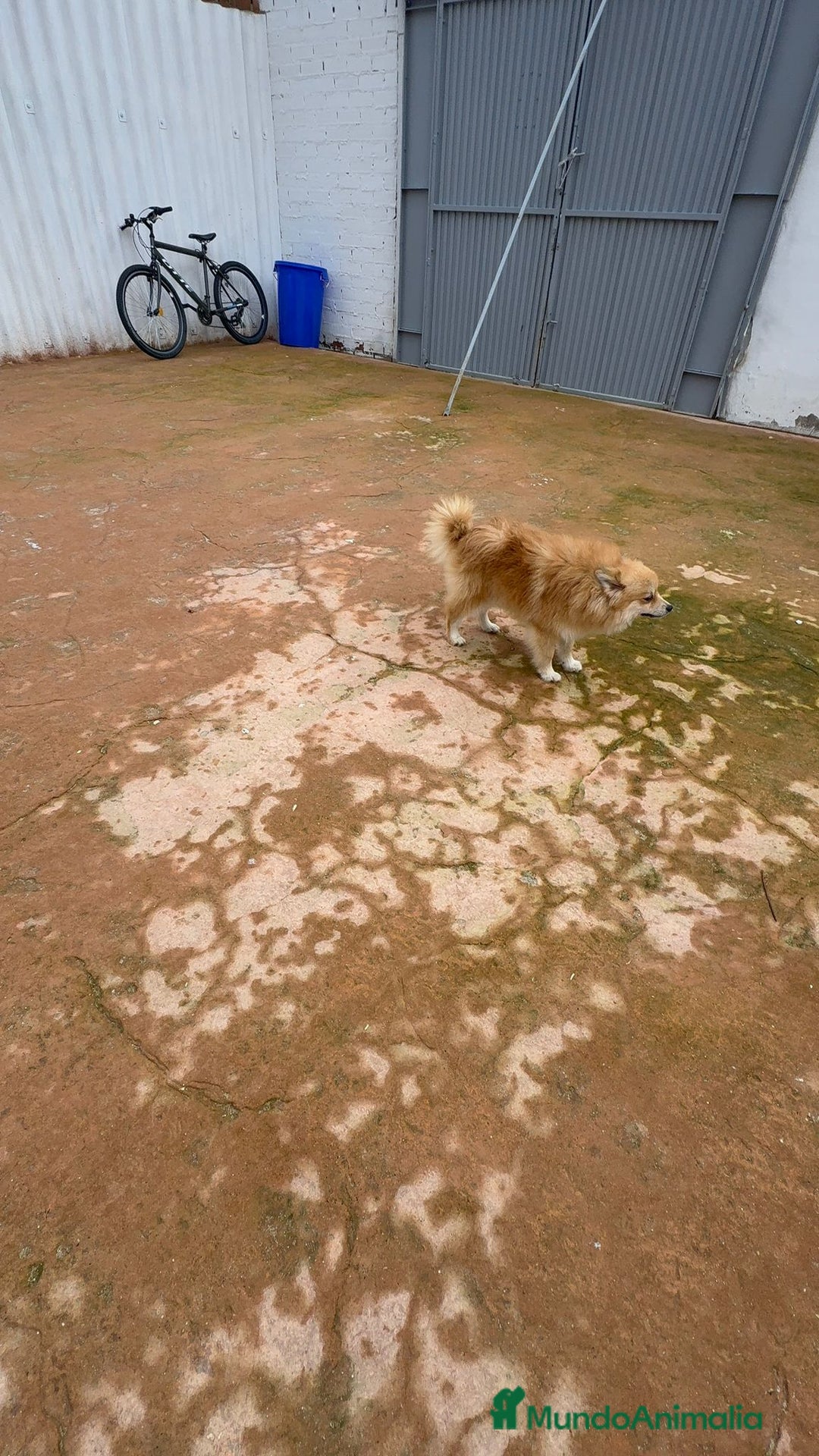 Pomerania perros en venta: Último pomerania  - Anuncio 4