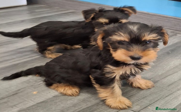 Yorkshire Terrier perros - Anuncio 5