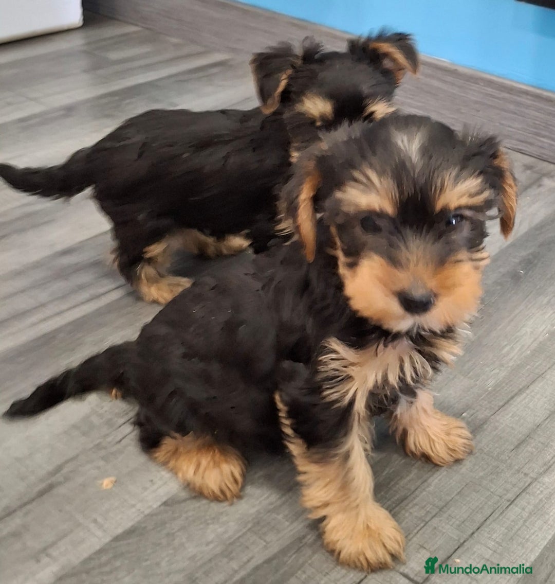 Yorkshire Terrier perros en venta: YORKSHIRE - Imagen 1