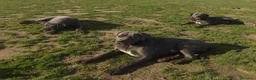 Cane Corso perros en venta: Cachorros Cane Corso - Anuncio 7