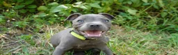 Staffordshire Bull Terrier perros en venta: Staffordshire bull terrier - Anuncio 9