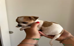 Chihuahua perros en venta: Chihuahua  - Imagen 2