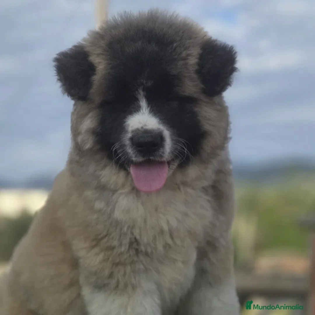 Akita Inu perros en venta: Akita  - Anuncio 4