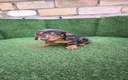 Teckel Miniatura perros en venta: teckel miniatura arlequin - Imagen 11