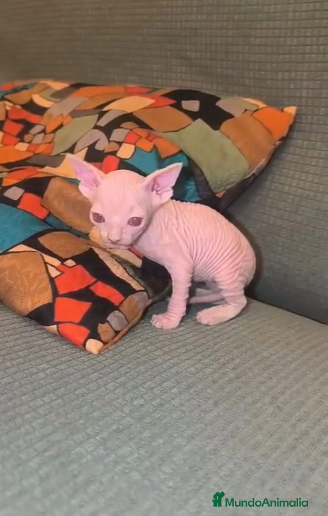 Sphynx gatos en venta: Gatitos sphynx disponibles🩷🩵🐾 en Sevilla - Anuncio 1