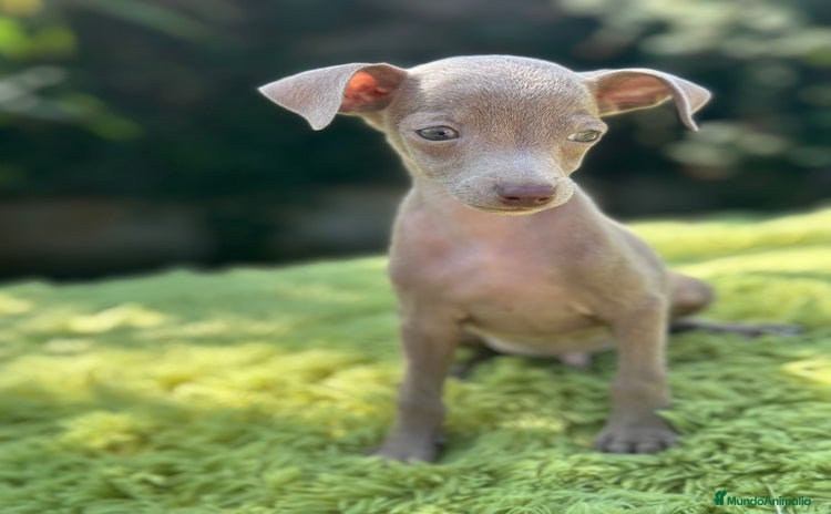 Pequeño Lebrel Italiano perros - Anuncio 3