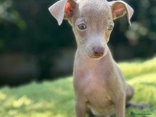 Pequeño Lebrel Italiano perros - Anuncio 13